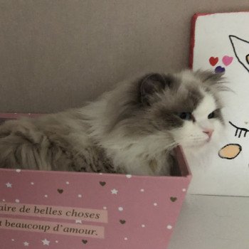Elevage Ragdoll Paris Ile de France femelle Bleu bicolore