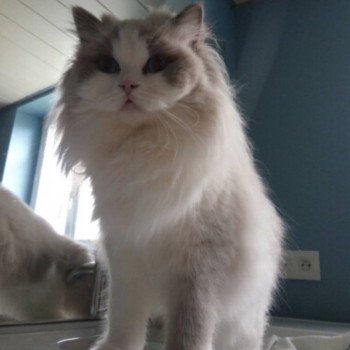 Elevage Ragdoll Paris Ile de France femelle Bleu bicolore
