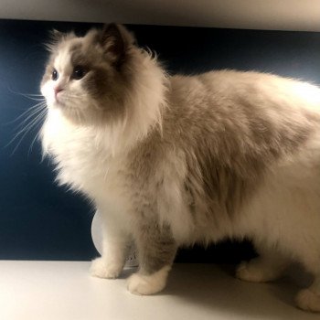 chat Ragdoll blue point & blanc Renaissance L'Arbre aux Chats