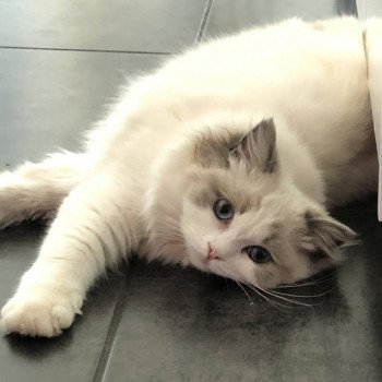 chat Ragdoll blue point & blanc Renaissance L'Arbre aux Chats