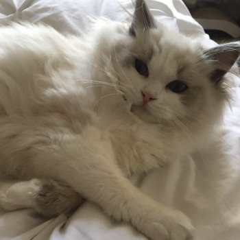 Elevage Ragdoll Paris Ile de France femelle Bleu bicolore