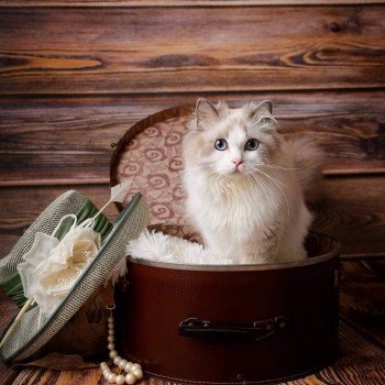 Elevage Ragdoll Paris Ile de France femelle Bleu bicolore