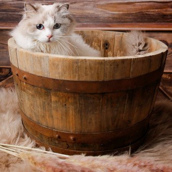 Elevage Ragdoll Paris Ile de France femelle Bleu bicolore