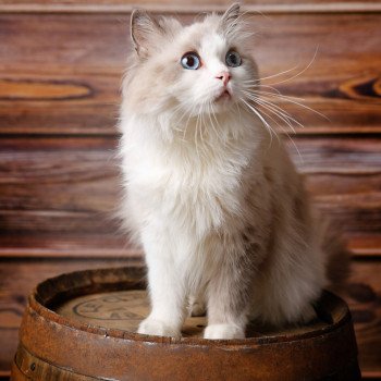 chat Ragdoll blue point & blanc Renaissance L'Arbre aux Chats