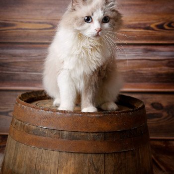 Elevage Ragdoll Paris Ile de France femelle Bleu bicolore