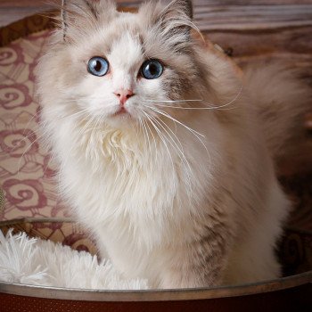 chat Ragdoll blue point & blanc Renaissance L'Arbre aux Chats