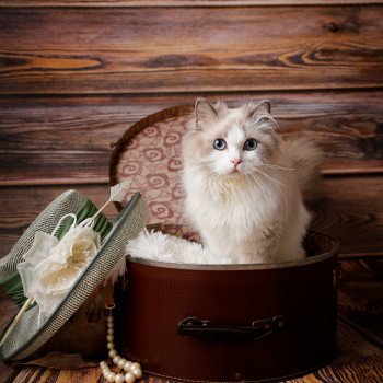 chat Ragdoll blue point & blanc Renaissance L'Arbre aux Chats