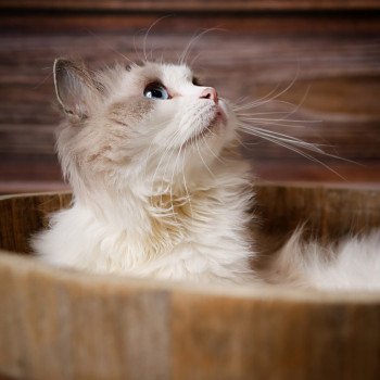 Elevage Ragdoll Paris Ile de France femelle Bleu bicolore