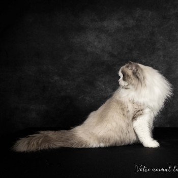 chat Ragdoll blue point & blanc Renaissance L'Arbre aux Chats