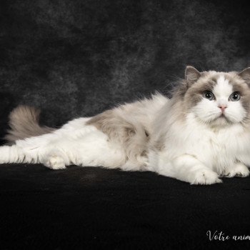 chat Ragdoll blue point & blanc Renaissance L'Arbre aux Chats