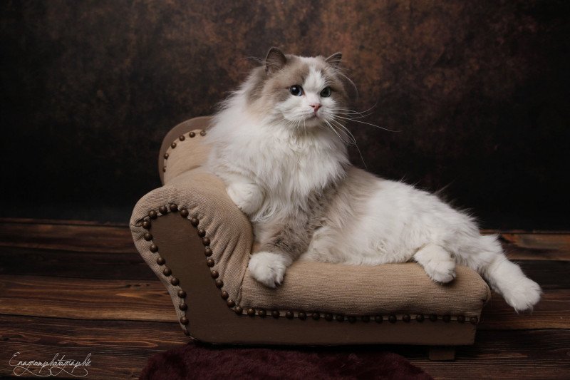 Elevage Ragdoll Paris Ile de France femelle Bleu bicolore