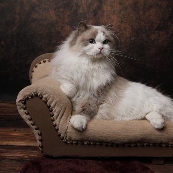 chat Ragdoll blue point & blanc Renaissance L'Arbre aux Chats