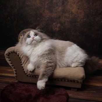 Elevage Ragdoll Paris Ile de France femelle Bleu bicolore