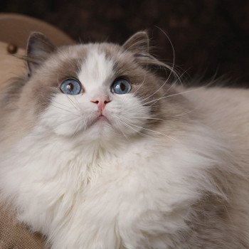 chat Ragdoll blue point & blanc Renaissance L'Arbre aux Chats