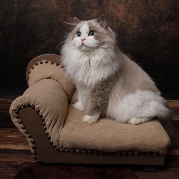 Elevage Ragdoll Paris Ile de France femelle Bleu bicolore