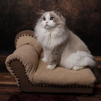 chat Ragdoll blue point & blanc Renaissance L'Arbre aux Chats