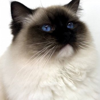 chat Ragdoll loof seal point mitted Rodin L'Arbre aux Chats Grand champion d’Europe