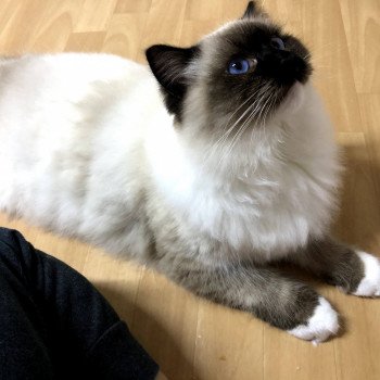 chat Ragdoll loof élevage île de France seal point mitted Rodin L'Arbre aux Chats