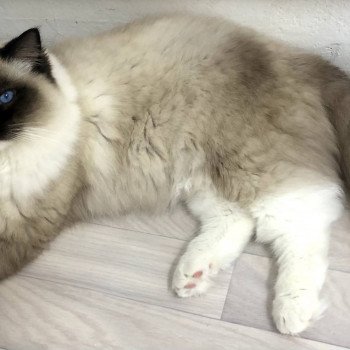 chat Ragdoll loof seal point mitted Rodin L'Arbre aux Chats Aisne