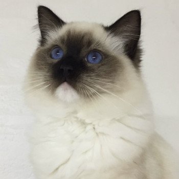 chat Ragdoll loof seal point mitted Rodin L'Arbre aux Chats Aisne