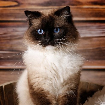 chat Ragdoll seal point mitted Rodin L'Arbre aux Chats