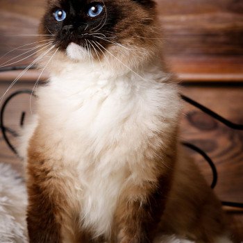 chat Ragdoll seal point mitted Rodin L'Arbre aux Chats