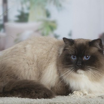 chat Ragdoll seal point mitted Rodin L'Arbre aux Chats