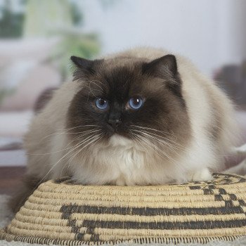 chat Ragdoll seal point mitted Rodin L'Arbre aux Chats