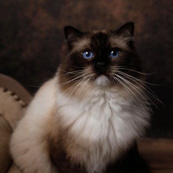 chat Ragdoll seal point mitted Rodin L'Arbre aux Chats