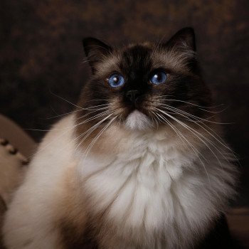 chat Ragdoll seal point mitted Rodin L'Arbre aux Chats