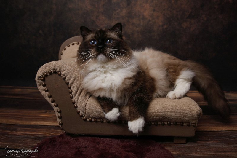 chat Ragdoll seal point mitted Rodin L'Arbre aux Chats