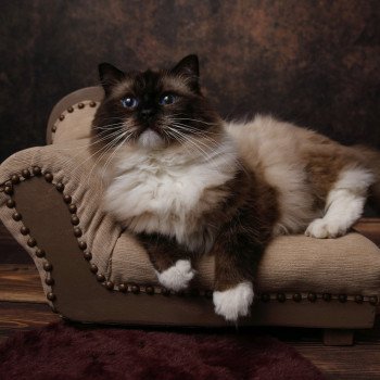 chat Ragdoll seal point mitted Rodin L'Arbre aux Chats