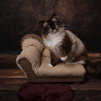 chat Ragdoll seal point mitted Rodin L'Arbre aux Chats