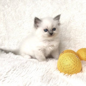 Chaton élevage Ragdoll LOOF disponible - Bleu Mitted - Aisne département 02