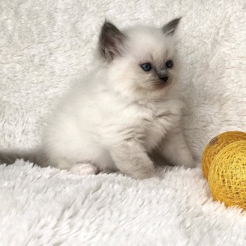 Chaton élevage Ragdoll LOOF disponible - Bleu Mitted - Aisne département 02