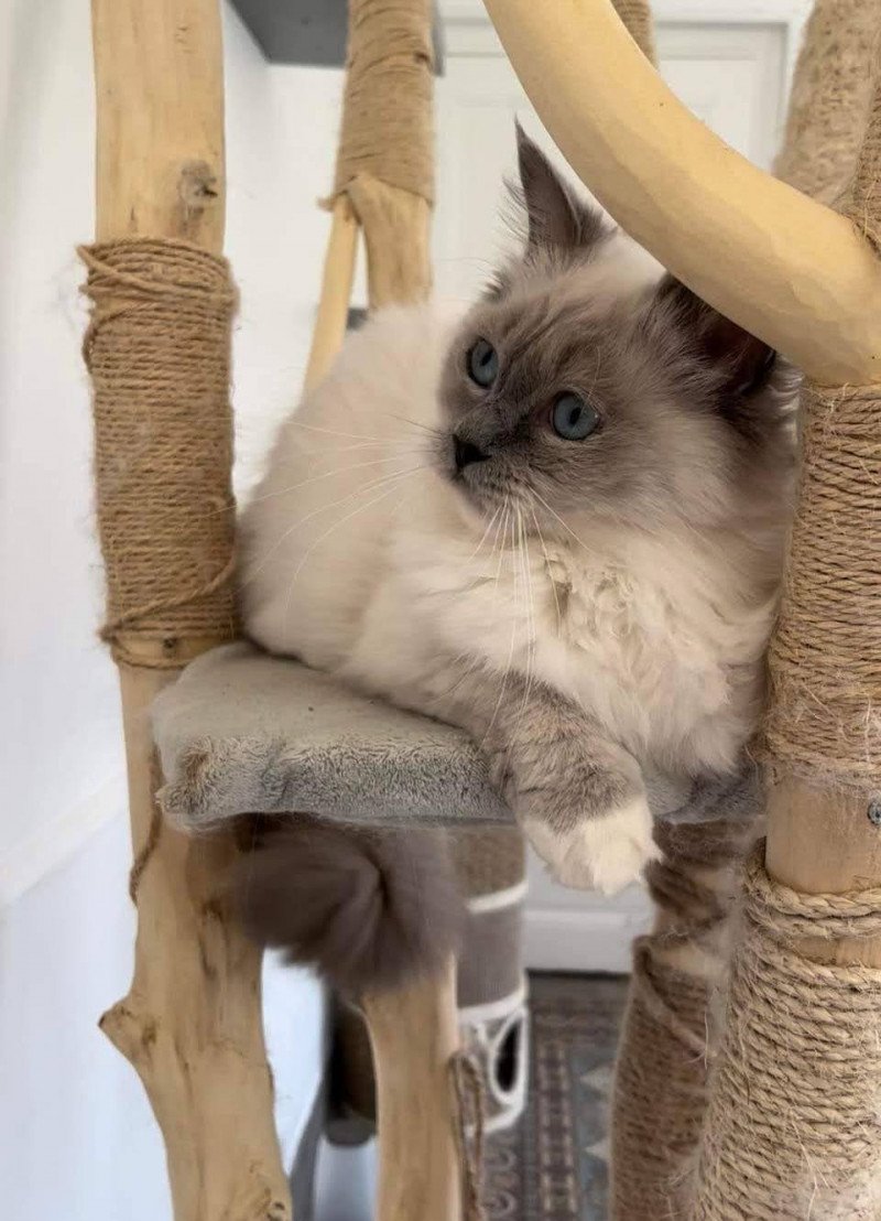 Sabline de l'Arbre aux Chats Femelle Ragdoll