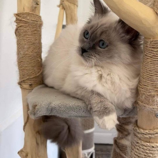 Sabline de l'Arbre aux Chats Femelle Ragdoll