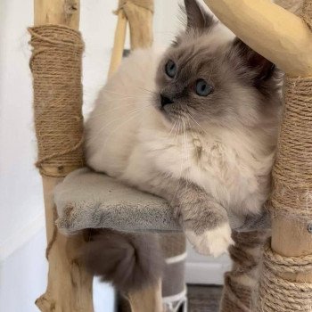 Chaton élevage Ragdoll LOOF disponible - Bleu Mitted - Aisne département 02