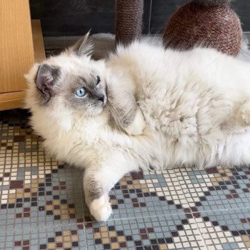 Chaton élevage Ragdoll LOOF disponible - Bleu Mitted - Aisne département 02