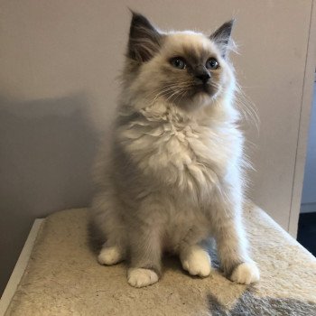 Chaton élevage Ragdoll LOOF disponible - Bleu Mitted - Aisne département 02