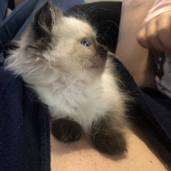 Elevage Ragdoll LOOF chaton aux yeux bleus disponible - Seal point - Grand Fresnois - Oise - département 60