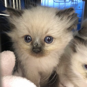 Elevage Ragdoll LOOF chaton aux yeux bleus disponible - Seal point - Grand Fresnois - Oise - département 60