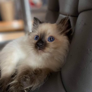 Elevage Ragdoll LOOF chaton aux yeux bleus disponible - Seal point - Grand Fresnois - Oise - département 60