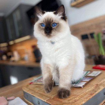 Elevage Ragdoll LOOF chaton aux yeux bleus disponible - Seal point - Grand Fresnois - Oise - département 60