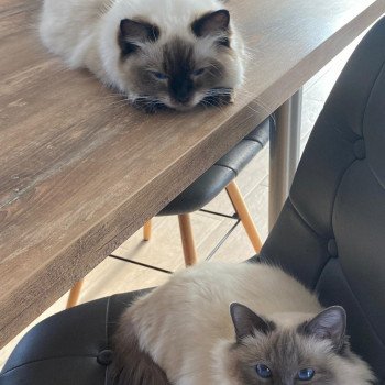 Elevage Ragdoll LOOF chaton aux yeux bleus disponible - Seal point - Grand Fresnois - Oise - département 60