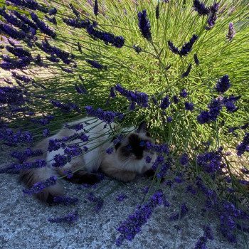 Elevage Ragdoll LOOF chaton aux yeux bleus disponible - Seal point - Grand Fresnois - Oise - département 60