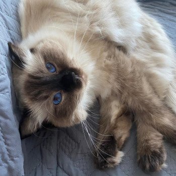 Elevage Ragdoll LOOF chaton aux yeux bleus disponible - Seal point - Grand Fresnois - Oise - département 60