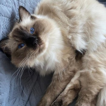 Elevage Ragdoll LOOF chaton aux yeux bleus disponible - Seal point - Grand Fresnois - Oise - département 60