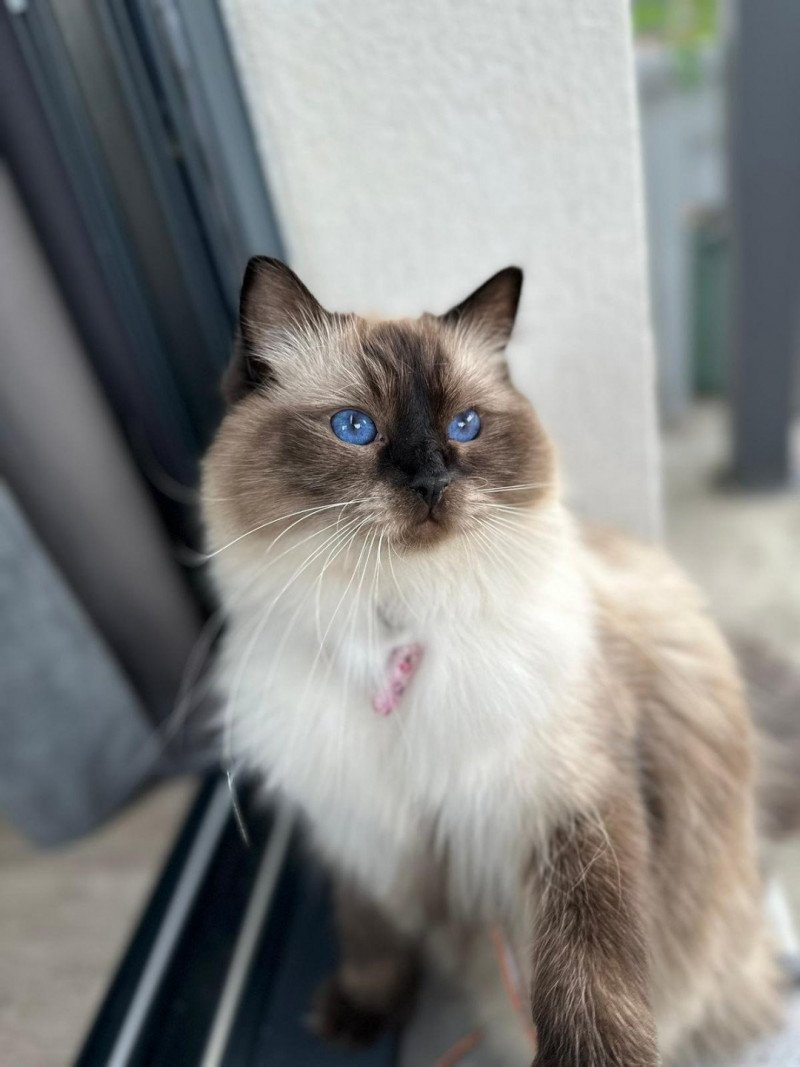 Sakura de l'Arbre aux Chats Femelle Ragdoll