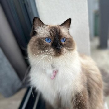 Elevage Ragdoll LOOF chaton aux yeux bleus disponible - Seal point - Grand Fresnois - Oise - département 60